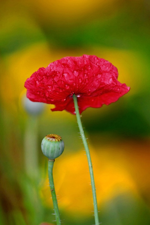 Poppy <br><b>©  Jeff Grabert</b>