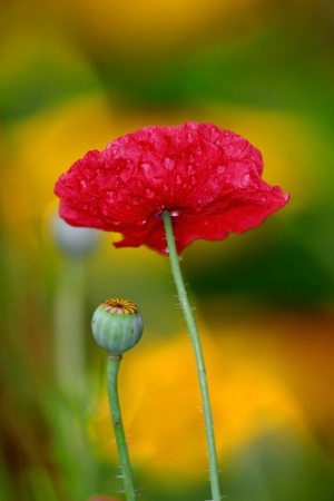 Poppy <br><b>©  Jeff Grabert</b>