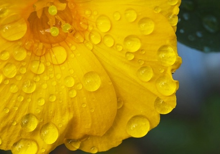Drops on Yellow