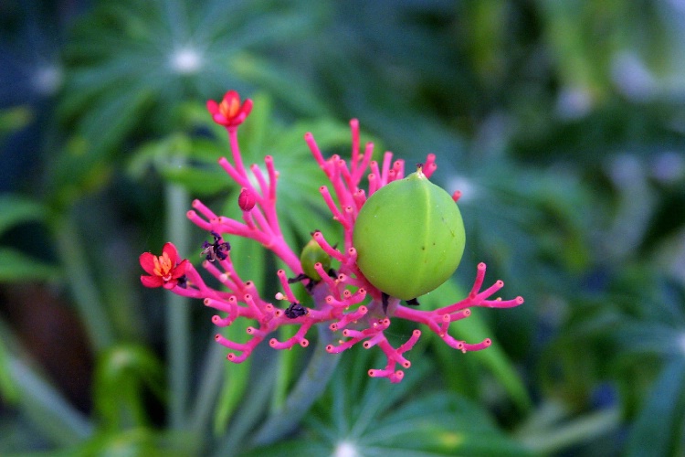 Green Ball Flower