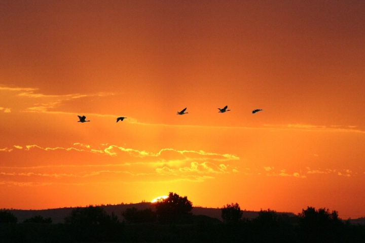 Geese at Sunset