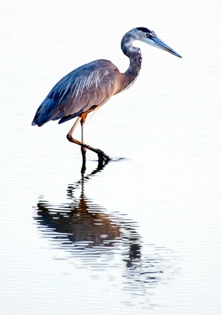 Great Blue Fishing