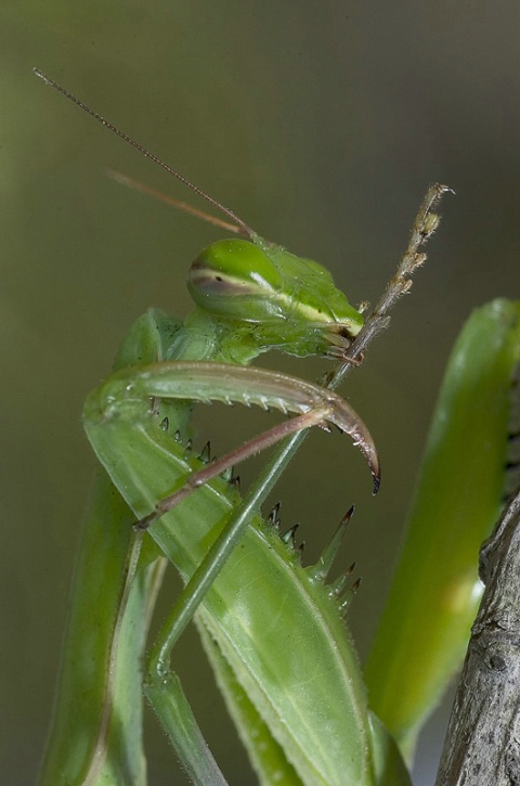 Praying Mantis