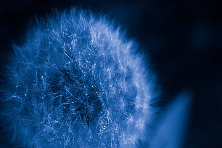 A weed in blue