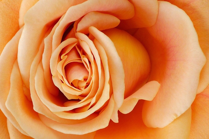 Peach Rose