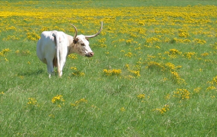 Sunny Texas