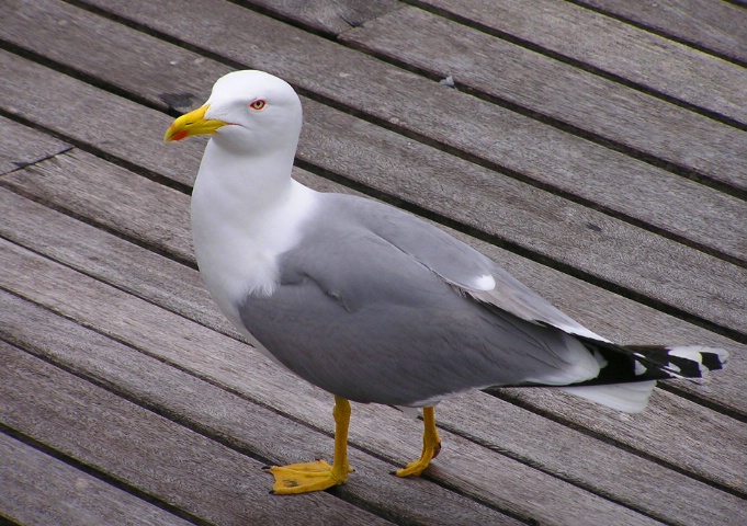 Walk on the wharf