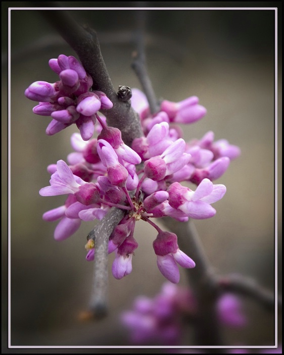 First sign of Spring