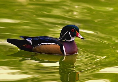 Wood Duck