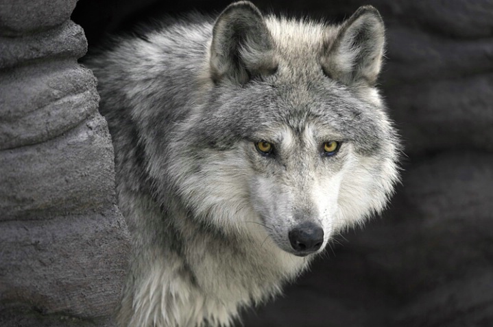 Male Wolf