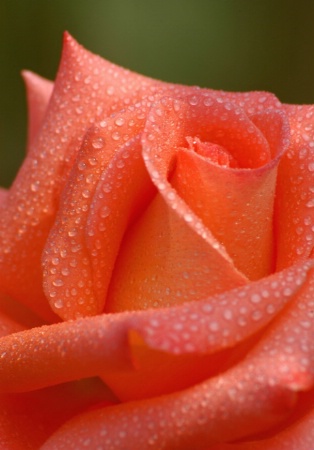 Orange Rose