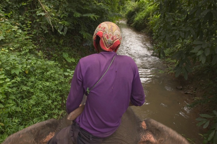 View from an elephant's back