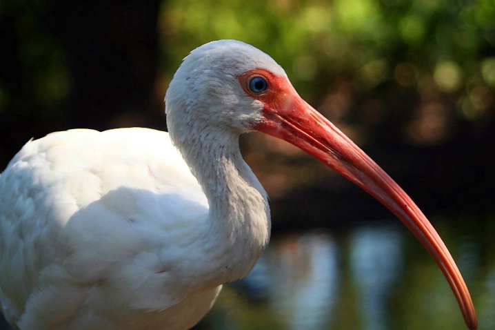 the ibis - ID: 1208813 © Karen E. Michaels