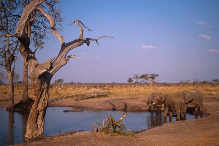 Elephants-Zimbabwé