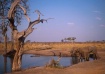 Elephants-Zimbabw...