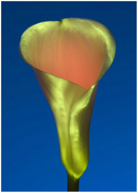 Light painted Arum Lilly