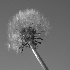 © Philip B. Ludwig PhotoID # 1215393: Waiting For A Breeze