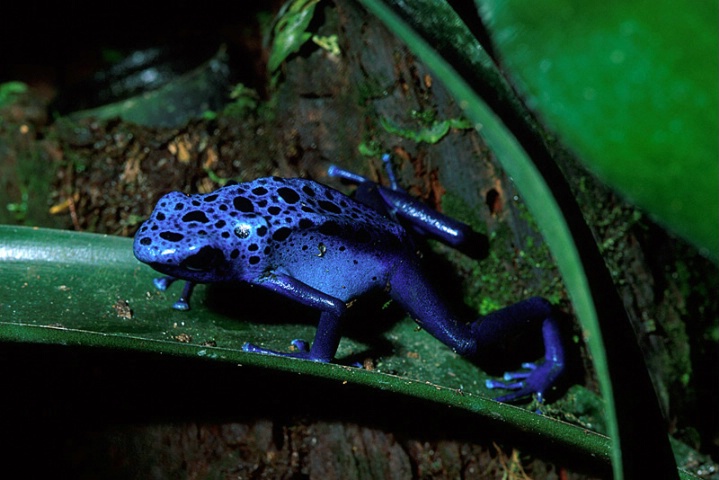 Dendrobates Azureus