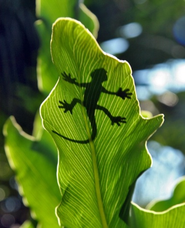 Reptile Silhouette