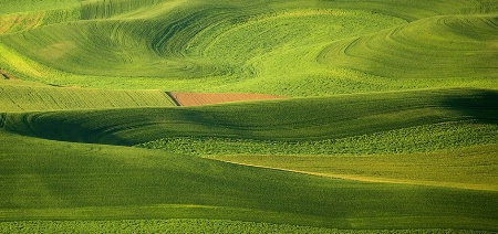 Field Patterns in Morning Light