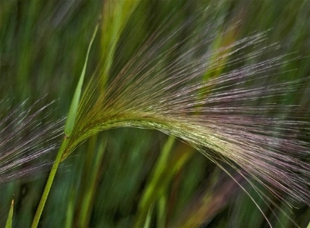 Foxtail