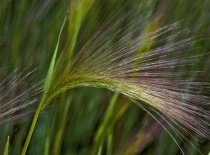 Close-ups