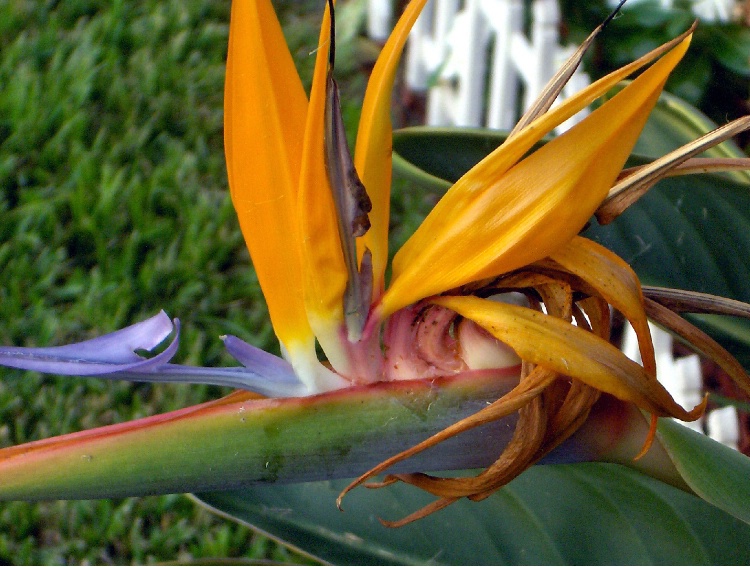 Bird Of Paradise