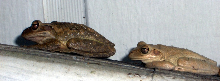 Mom & Dad Frog
