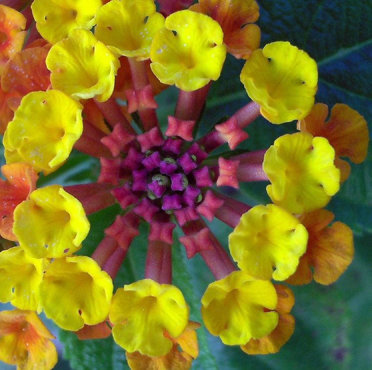 Flower Ring