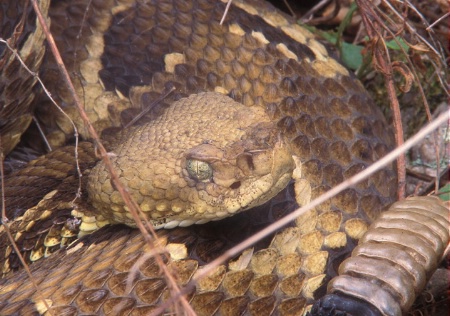 Rattler