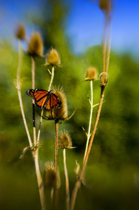 Butterfly and Thistle