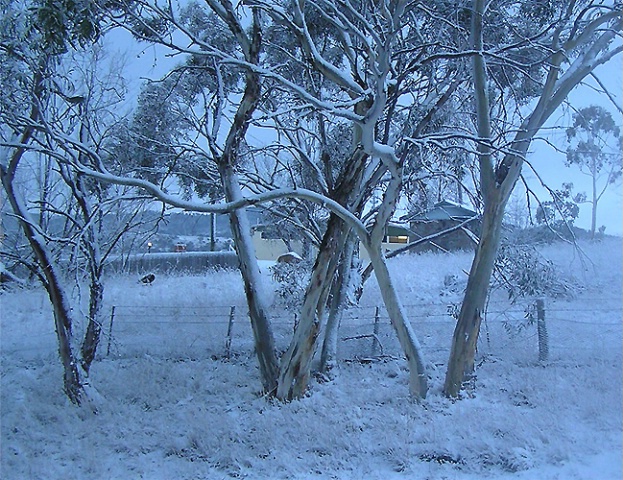 Gumtrees in snow. 