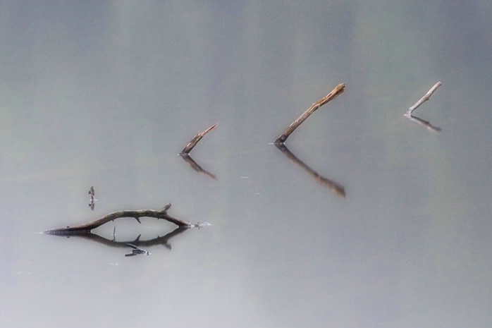 Branches in Fort Mountain Lake 9-17-05 - ID: 1221987 © Robert A. Burns