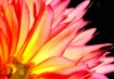 Natures Fire