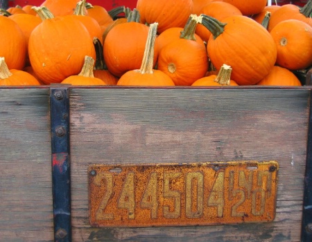 Harvest Time