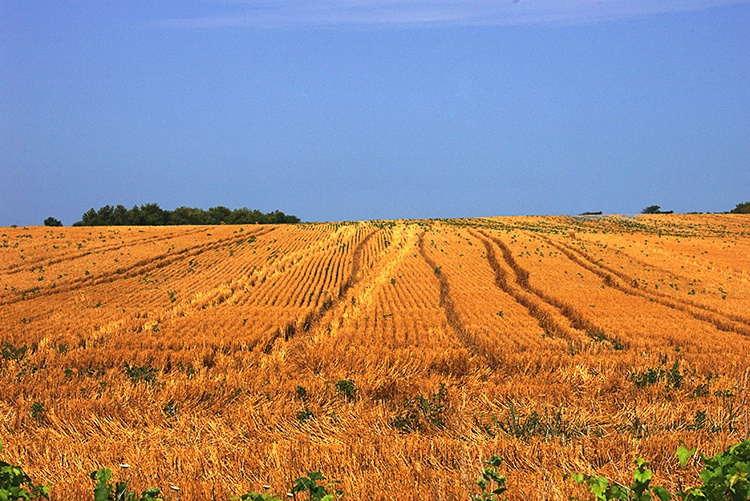 New Harvest