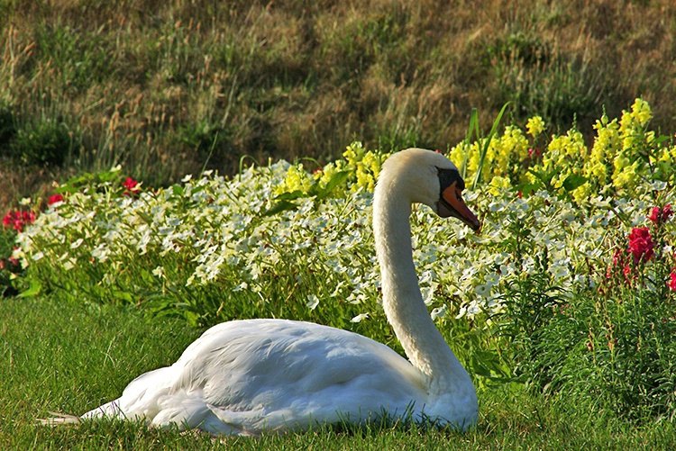 Swimming in the Grass???