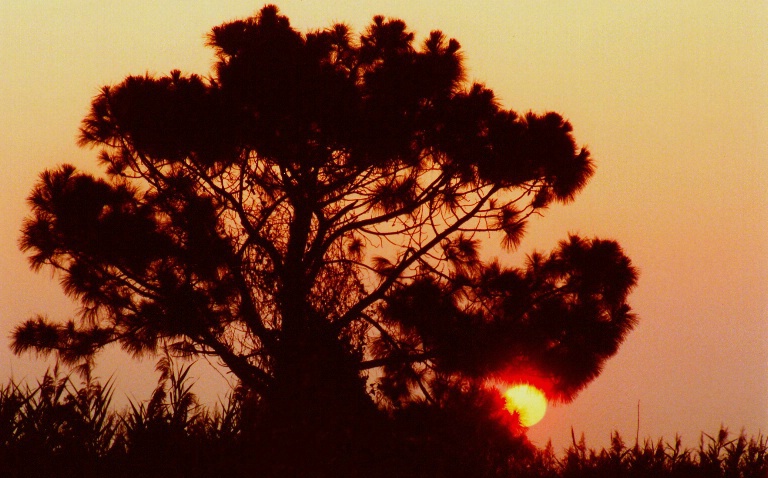Sunset Through Pine - ID: 1223342 © Don Johnson