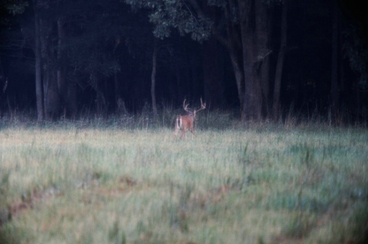 Whitetail Deer, Great Smokey Mtns. N.P. - ID: 1223831 © Michael S. Couch