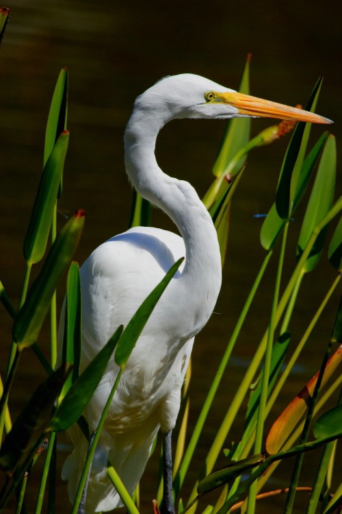 Wild Egret