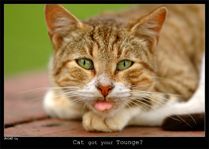 Cat got your tounge?