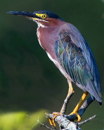 Green Heron