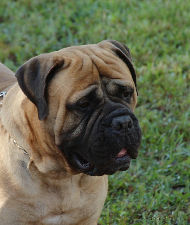 Roo Stack- Bullmastiff