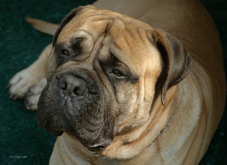 Meet the Breed, Bullmastiff