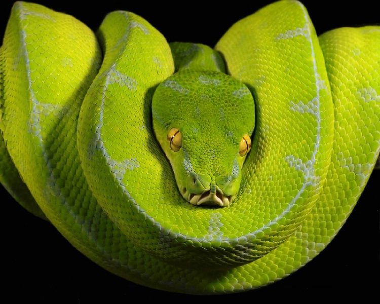 Emerald Tree Boas (Corallus caninus)