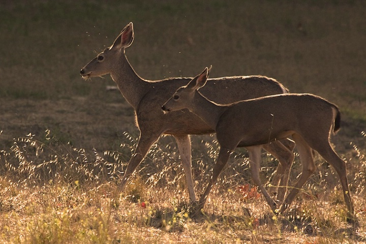 Deer, Nojoqui Park
