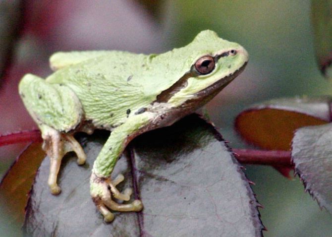 Green Frog - ID: 1229271 © Hasmik Hatamian