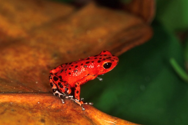 Dendrobates Pumilio-Panamá