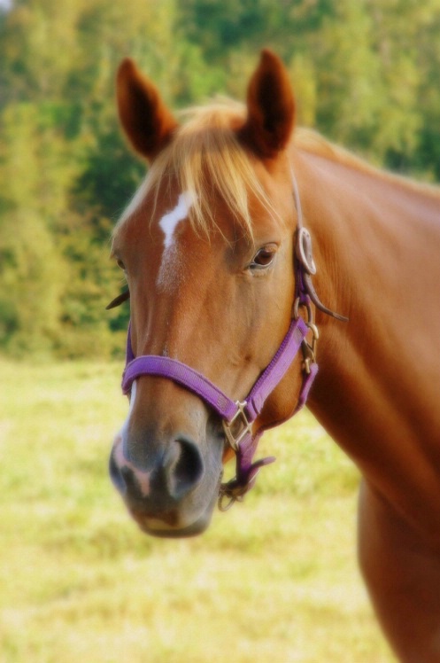 Handsome Horse - ID: 1232547 © Kay McDaniel