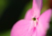 Soft Pink